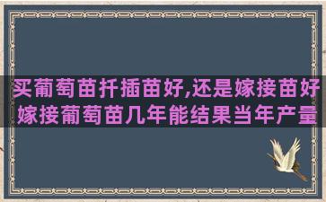 买葡萄苗扦插苗好,还是嫁接苗好 嫁接葡萄苗几年能结果当年产量多少